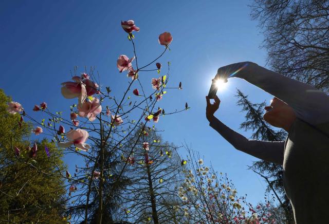 A visitor with her mobile phone takes photos of magnolias on the German island of Mainau in Lake Constance, near the city of Konstanz, as the sun shines on April 8, 2026. (Photo by Karl-Josef Hildenbrand / AFP)