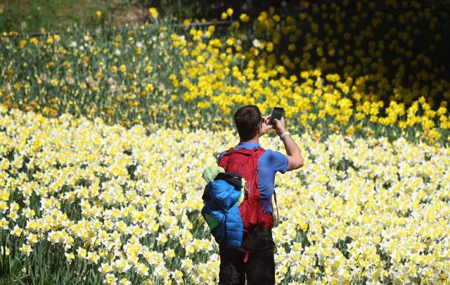 A visitor with his mobile phone takes photos of blossoming daffodils on the German island of Mainau in Lake Constance, near the city of Konstanz, as the sun shines on April 8, 2026. (Photo by Karl-Josef Hildenbrand / AFP)