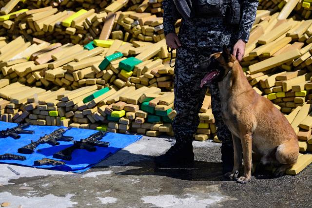 Hulk, a police dog that took part in an operation in which 48 tons of marijuana were seized, poses in front of packages containing the drug at the City of Police in Rio de Janeiro, Brazil on April 8, 2026. During the operation in the Complexo da Mare, a large complex of favelas in the north of the city, a dog named Hulk indicated there was something suspicious under an abandoned water tank. An officer "discovered a bunker inside where this entire quantity of drugs had been hidden," said Lieutenant Colonel Luciano Pedro, commander of the Canine Operations Battalion. (Photo by Pablo PORCIUNCULA / AFP)