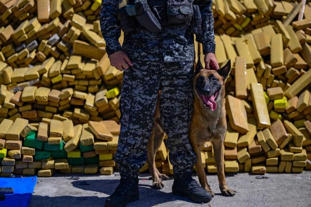 Hulk, a police dog that took part in an operation in which 48 tons of marijuana were seized, poses in front of packages containing the drug at the City of Police in Rio de Janeiro, Brazil on April 8, 2026. During the operation in the Complexo da Mare, a large complex of favelas in the north of the city, a dog named Hulk indicated there was something suspicious under an abandoned water tank. An officer "discovered a bunker inside where this entire quantity of drugs had been hidden," said Lieutenant Colonel Luciano Pedro, commander of the Canine Operations Battalion. (Photo by Pablo PORCIUNCULA / AFP)