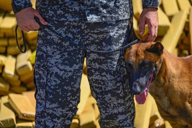Hulk, a police dog that took part in an operation in which 48 tons of marijuana were seized, poses in front of packages containing the drug at the City of Police in Rio de Janeiro, Brazil on April 8, 2026. During the operation in the Complexo da Mare, a large complex of favelas in the north of the city, a dog named Hulk indicated there was something suspicious under an abandoned water tank. An officer "discovered a bunker inside where this entire quantity of drugs had been hidden," said Lieutenant Colonel Luciano Pedro, commander of the Canine Operations Battalion. (Photo by Pablo PORCIUNCULA / AFP)