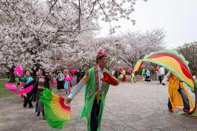 A group of seniors performs a traditional ethnic folk dance from Northeast China at Ojima Komatsugawa Park to mark the cherry blossoms in full bloom in Tokyo on April 9, 2026. (Photo by Philip FONG / AFP)