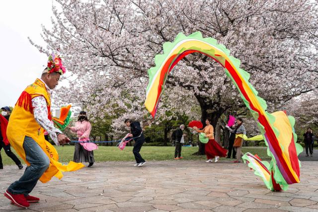 A man performs in a traditional ethnic folk dance from Northeast China at Ojima Komatsugawa Park to mark the cherry blossoms in full bloom in Tokyo on April 9, 2026. (Photo by Philip FONG / AFP)