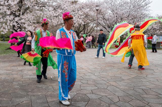 A group of seniors performs a traditional ethnic folk dance from Northeast China at Ojima Komatsugawa Park to mark the cherry blossoms in full bloom in Tokyo on April 9, 2026. (Photo by Philip FONG / AFP)