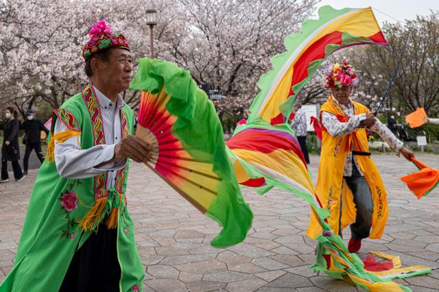 A group of seniors performs a traditional ethnic folk dance from Northeast China at Ojima Komatsugawa Park to mark the cherry blossoms in full bloom in Tokyo on April 9, 2026. (Photo by Philip FONG / AFP)