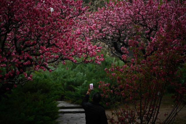 A man uses his mobile phone to take a picture of flowers along a road in Beijing on April 9, 2026. (Photo by WANG Zhao / AFP)