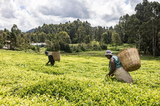 Tea farmers pick tea leaves from a group-held plantation to be delivered to the Iria-Ini tea factory in Othaya on April 9, 2026. (Photo by SIMON MAINA / AFP)