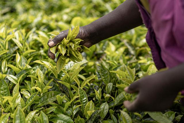 A tea farmer picks tea leaves from a group-held plantation to be delivered to the Iria-Ini tea factory in Othaya on April 9, 2026. (Photo by SIMON MAINA / AFP)