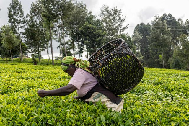 A tea farmer picks tea leaves from a group-held plantation to be delivered to the Iria-Ini tea factory in Othaya on April 9, 2026. (Photo by SIMON MAINA / AFP)