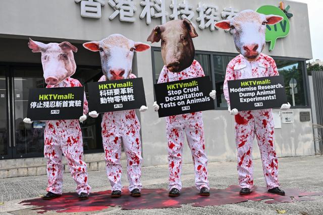 Activists of the People for the Ethical Treatment of Animals (PETA) NGO wearing outfits depicting pigs and sheep covered in 'blood' stage a demonstration outside Hong Kong Technology Venture Company Limited (HKTV) in Hong Kong on April 10, 2026. PETA called on e-commerce company HKTV to stop conducting experiments on sheep and pigs after the company said its team of doctors, professors and researchers had conducted "38 experiments in which the animals' limbs or heads were separated from their bodies" since 2022. (Photo by Peter PARKS / AFPS / AFP)