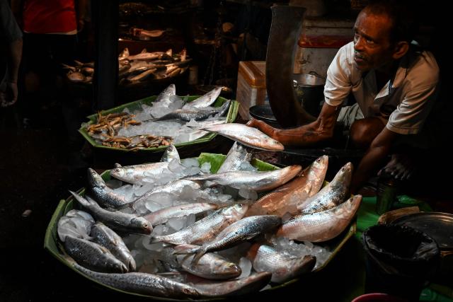 (FILES) A fish vendor shows Hilsa fish imported from Bangladesh at a wholesale fish market in Kolkata on September 24, 2021, ahead of the Durga Puja festival. In India's West Bengal state, the beloved fish has leapt from the kitchen table to the campaign trail, becoming an unexpected flashpoint in a fiercely contested election. Now, as the state of over 100 million people gears up for polls on April 23 and 29, 2026 the slippery staple has also become political ammunition. (Photo by Dibyangshu SARKAR / AFP)