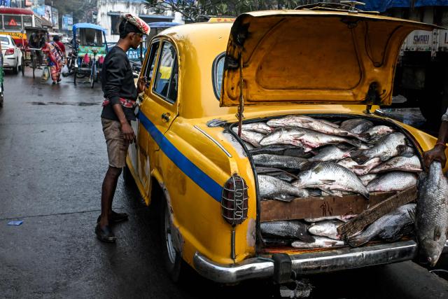 (FILES) This photograph taken on January 30, 2025 shows a labourer looking into a Hindustan Ambassador yellow taxi, transporting fish at a wholesale market in Kolkata. In India's West Bengal state, the beloved fish has leapt from the kitchen table to the campaign trail, becoming an unexpected flashpoint in a fiercely contested election. Now, as the state of over 100 million people gears up for polls on April 23 and 29, 2026 the slippery staple has also become political ammunition. (Photo by Dibyangshu SARKAR / AFP)