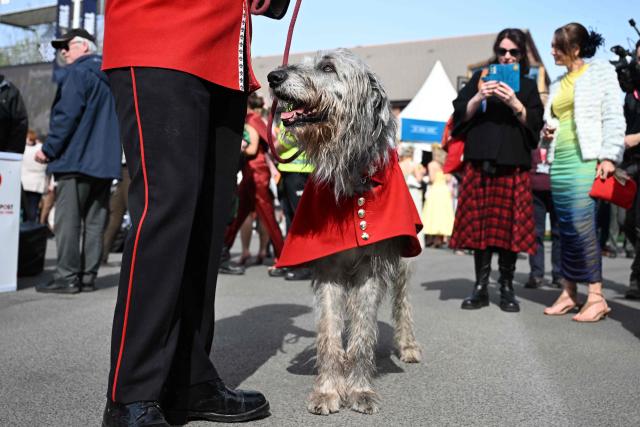 Irish Guards' mascot "Seamus" attends day two of the Grand National Festival horse race meeting at Aintree Racecourse in Liverpool, north-west England, on April 10, 2026. (Photo by Paul ELLIS / AFP)