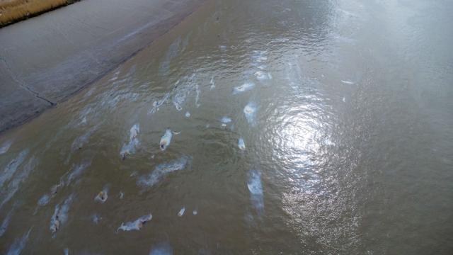 This photograph shows Oil stains on the water surface at the entrance of Europe's second-largest port of Antwerp, northern Belgium, where shipping is largely halted following an oil spill at one of its docks, on April 10, 2026. A port statement said the spill occurred during a "bunkering operation", the process of filling a ship with fuel, in the Deurganck Dock and was "causing significant disruption" to shipping. Deurganck is one of the port's most important container docks, used by some of the largest ships in the world to load and unload goods. (Photo by JONAS ROOSENS / AFP)