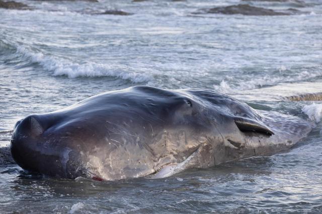 A dead sperm whale lies on a beach in Prefailles, western France, on April 10, 2026. The rescue operation launched to tow this 12-meter-long cetacean back out to sea has been called off, according to the fire department. (Photo by Fred TANNEAU / AFP)