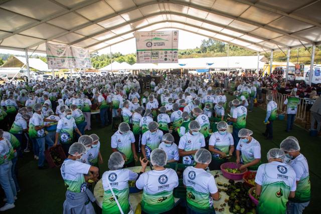 Participants prepare 6,800 kilos of Guacamole, a traditional Mexican dish made from avocados, tomatoes, onions, limes and coriander in Tancitaro, Michoacan state, Mexico on April 10, 2026. 800 people used 12 tons of avocados to complete the task on an attempt to break the Guinness World Record for the largest guacamole. Tancitaro is recognized as the "Avocado Capital," and the leading exporter of avocados to the US. (Photo by Enrique Castro / AFP)