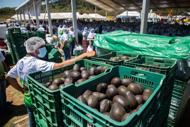 A participant stands next to avocados to make of 6,800 kilos of Guacamole, a traditional Mexican dish made from avocados, tomatoes, onions, limes and coriander in Tancitaro, Michoacan state, Mexico on April 10, 2026. 800 people used 12 tons of avocados to complete the task on an attempt to break the Guinness World Record for the largest guacamole. Tancitaro is recognized as the "Avocado Capital," and the leading exporter of avocados to the US. (Photo by Enrique Castro / AFP)