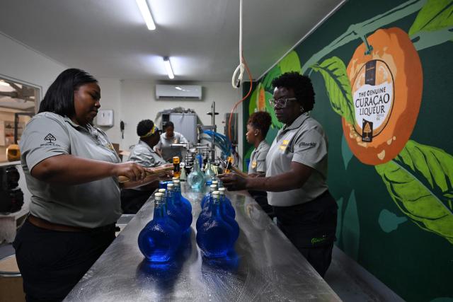 Women bottle the original Curacao liquor at The Curacao Liqueur Distillery in Willemstad, Curacao, in the Dutch Caribbean, on April 9, 2026. The iconic blue color of Curaзao liquor is not natural; it is obtained by adding a coloring agent designed to evoke the turquoise waters of the island’s idyllic Caribbean beaches. (Photo by Raul ARBOLEDA / AFP)