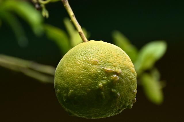 This image shows the Laraha orange (Citrus Aurantium Currassuviensis) -which only grows in Curacao and is used to produce its famous liquor- at The Curacao Liqueur Distillery in Willemstad, Curacao, in the Dutch Caribbean, on April 9, 2026. The iconic blue color of Curaзao liquor is not natural; it is obtained by adding a coloring agent designed to evoke the turquoise waters of the island’s idyllic Caribbean beaches. (Photo by Raul ARBOLEDA / AFP)