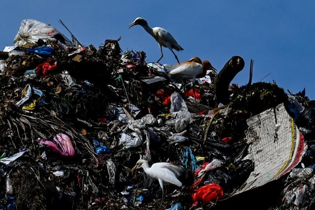 An egret walks on a pile of rubbish at a garbage dump in Banda Aceh on April 11, 2026. (Photo by CHAIDEER MAHYUDDIN / AFP)