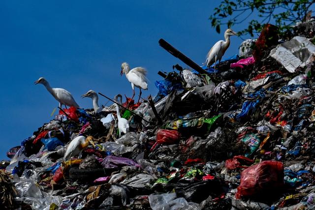 Egrets walks on a pile of rubbish at a garbage dump in Banda Aceh on April 11, 2026. (Photo by CHAIDEER MAHYUDDIN / AFP)