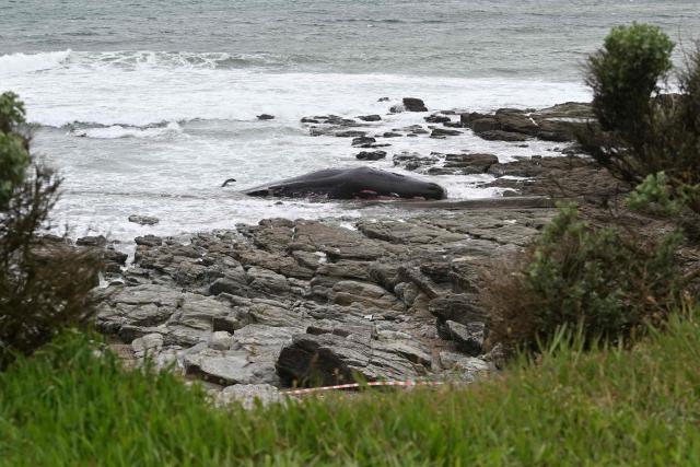 This photograph shows a stranded sperm whale on a beach in Prefailles western France, on April 11, 2026. The 12-meter sperm whale that stranded on April 10 on a beach in Préfailles has died, according to the Pelagis Observatory, which coordinates the National Stranding Network. (Photo by Sebastien Salom-Gomis / AFP)
