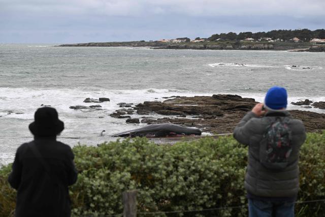 People look at a stranded sperm whale on a beach in Prefailles western France, on April 11, 2026. The 12-meter sperm whale that stranded on April 10 on a beach in Préfailles has died, according to the Pelagis Observatory, which coordinates the National Stranding Network. (Photo by Sebastien Salom-Gomis / AFP)