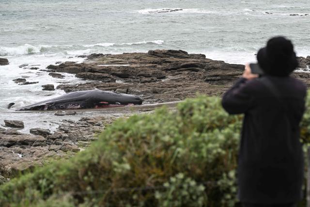 A person takes phictures of a stranded sperm whale on a beach in Prefailles western France, on April 11, 2026. The 12-meter sperm whale that stranded on April 10 on a beach in Préfailles has died, according to the Pelagis Observatory, which coordinates the National Stranding Network. (Photo by Sebastien Salom-Gomis / AFP)