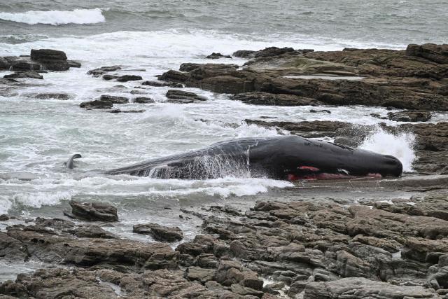 This photograph shows a stranded sperm whale on a beach in Prefailles western France, on April 11, 2026. The 12-meter sperm whale that stranded on April 10 on a beach in Préfailles has died, according to the Pelagis Observatory, which coordinates the National Stranding Network. (Photo by Sebastien Salom-Gomis / AFP)