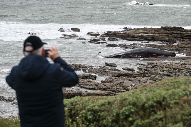 A person takes phictures of a stranded sperm whale on a beach in Prefailles western France, on April 11, 2026. The 12-meter sperm whale that stranded on April 10 on a beach in Préfailles has died, according to the Pelagis Observatory, which coordinates the National Stranding Network. (Photo by Sebastien Salom-Gomis / AFP)