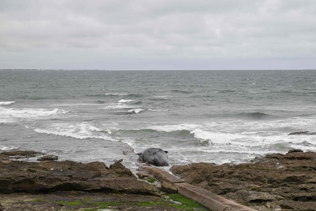 This photograph shows a stranded sperm whale on a beach in Prefailles western France, on April 11, 2026. The 12-meter sperm whale that stranded on April 10 on a beach in Préfailles has died, according to the Pelagis Observatory, which coordinates the National Stranding Network. (Photo by Sebastien Salom-Gomis / AFP)