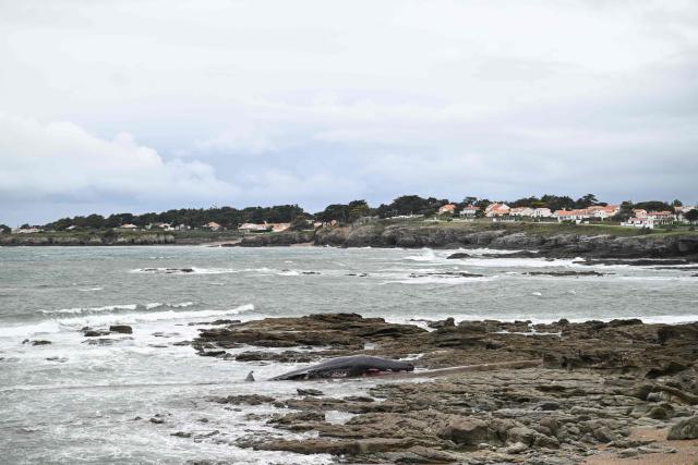 This photograph shows a stranded sperm whale on a beach in Prefailles western France, on April 11, 2026. The 12-meter sperm whale that stranded on April 10 on a beach in Préfailles has died, according to the Pelagis Observatory, which coordinates the National Stranding Network. (Photo by Sebastien Salom-Gomis / AFP)
