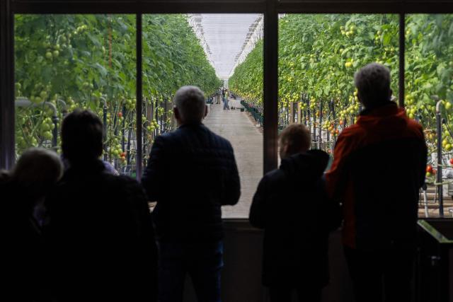 Visitors stand in a tomato nursery greenhouse during the Kom in de Kas greenhouse farming annual event in IJsselmuiden on April 11, 2026. (Photo by Vincent Jannink / ANP / AFP) / Netherlands OUT