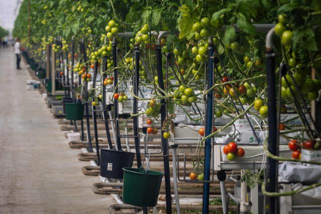 This photograph shows tomatos in a tomato nursery greenhouse during the Kom in de Kas greenhouse farming open doors annual event in IJsselmuiden on April 11, 2026. (Photo by Vincent Jannink / ANP / AFP) / Netherlands OUT