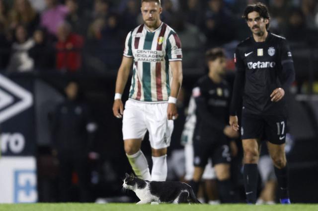 A cat crosses the field during the Portuguese League football match between CF Estrela da Amadora and Sporting CP at Jose Gomes stadium in Amadora on April 11 , 2026. (Photo by FILIPE AMORIM / AFP)