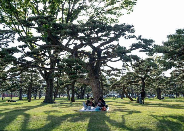 A couple has a picnic under a tree at a park in Tokyo on April 12, 2026. (Photo by ANDREW CABALLERO-REYNOLDS / AFP)