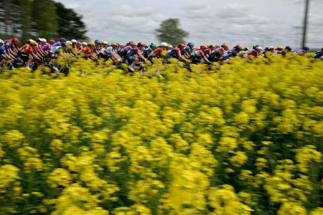 The pack of riders cycles past a field of colza flowers during the 6th edition of the Women Paris-Roubaix one-day classic cycling race, 143.1 km between Denain and Roubaix, northern France, on April 12, 2026. (Photo by NICOLAS TUCAT / AFP)