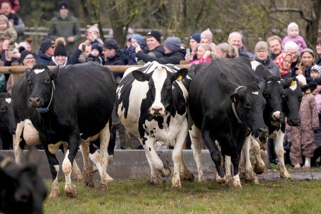 Cows run to pasture as spectators watch during Organic Day 2026 at Enghavegaard in Allingaabro on Djursland, Denmark, on April 12, 2026. Organic Day is a nationwide event where organic farms invite Danes to the countryside to experience the organic dairy cows going to pasture after a winter in the barn. (Photo by Bo Amstrup / Ritzau Scanpix / AFP) / Denmark OUT