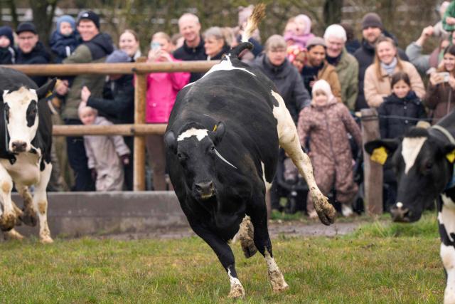 Cows run to pasture as spectators watch during Organic Day 2026 at Enghavegaard in Allingaabro on Djursland, Denmark, on April 12, 2026. Organic Day is a nationwide event where organic farms invite Danes to the countryside to experience the organic dairy cows going to pasture after a winter in the barn. (Photo by Bo Amstrup / Ritzau Scanpix / AFP) / Denmark OUT