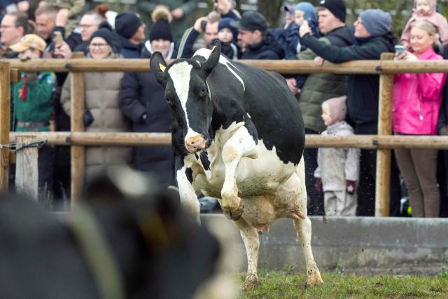 Cows run to pasture as spectators watch during Organic Day 2026 at Enghavegaard in Allingaabro on Djursland, Denmark, on April 12, 2026. Organic Day is a nationwide event where organic farms invite Danes to the countryside to experience the organic dairy cows going to pasture after a winter in the barn. (Photo by Bo Amstrup / Ritzau Scanpix / AFP) / Denmark OUT