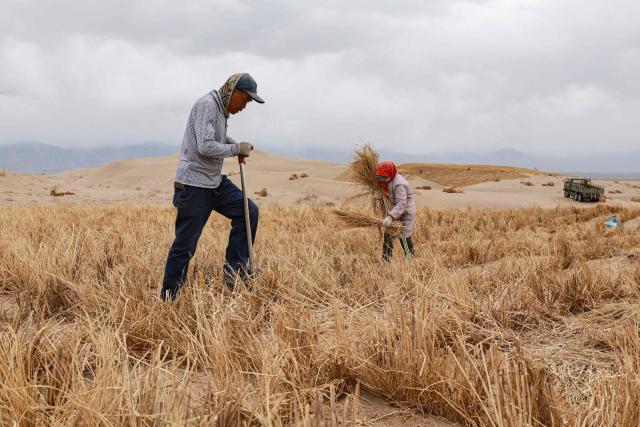 Workers set up straw barriers on rolling sand dunes at a desertification control area in Qingshui, Jiuquan in China's northwest Gansu province on April 12, 2026. (Photo by CN-STR / AFP) / China OUT