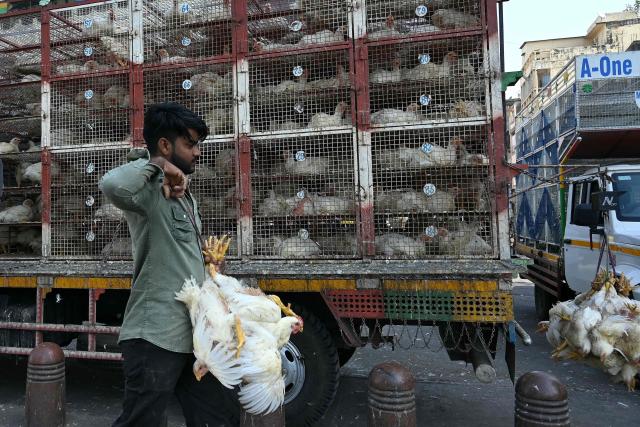 A worker carries chickens for sale along a street in Ahmedabad on April 13, 2026. (Photo by Shammi MEHRA / AFP)
