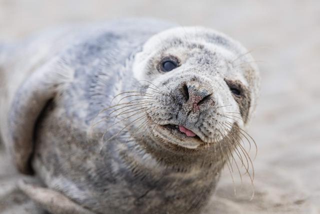 A baby seal lies on the beach of Gravelines, northern France, on April 13, 2026. (Photo by Sameer Al-DOUMY / AFP)