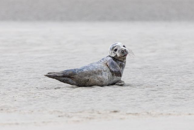A baby seal lies on the beach of Gravelines, northern France, on April 13, 2026. (Photo by Sameer Al-DOUMY / AFP)