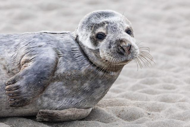 A baby seal lies on the beach of Gravelines, northern France, on April 13, 2026. (Photo by Sameer Al-DOUMY / AFP)