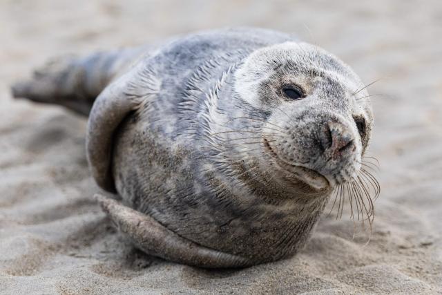A baby seal lies on the beach of Gravelines, northern France, on April 13, 2026. (Photo by Sameer Al-DOUMY / AFP)