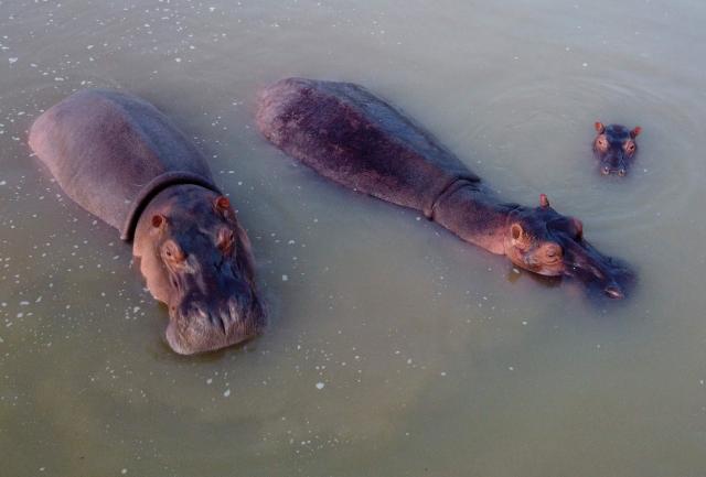 (FILES) Aerial view showing hippos -- descendants from a small herd introduced by drug kingpin Pablo Escobar -- in the wild in a lake near the Hacienda Napoles theme park, once the private zoo of Escobar, in Doradal, Antioquia Department, Colombia, on April 19, 2023. A plan was launched by Colombia on April 2026 to curb the uncontrolled reproduction of hippos -originally introduced by former cocaine baron Pablo Escobar- which includes sterilisation and culling. Some countries refused to accept them due to a genetic mutation. (Photo by Alberto GONZALEZ / AFP)