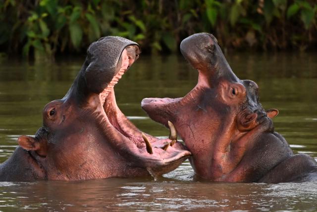 (FILES) Hippos -- descendants from a small herd introduced by drug kingpin Pablo Escobar -- are seen in the wild in a lake near the Hacienda Napoles theme park, once the private zoo of Escobar, in Doradal, Antioquia Department, Colombia, on April 19, 2023. A plan was launched by Colombia on April 2026 to curb the uncontrolled reproduction of hippos -originally introduced by former cocaine baron Pablo Escobar- which includes sterilisation and culling. Some countries refused to accept them due to a genetic mutation. (Photo by Raul ARBOLEDA / AFP)