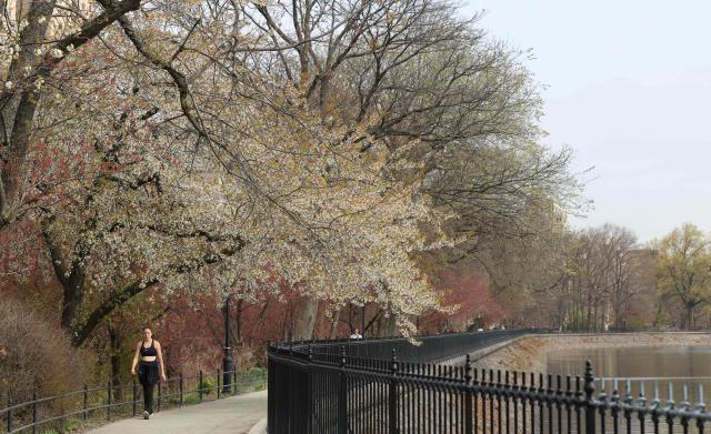 People walk around the Jacqueline Kennedy Onassis Reservoir among the cherry blossoms on April 13, 2026 in Central Park during a warm weather day in New York City. (Photo by TIMOTHY A. CLARY / AFP)