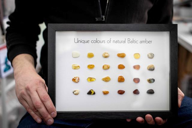 Michal Kosior, gemologist, amber specialist and founder of "Amber Expert", presents  a board showing the colors in which Baltic amber can be found, in his laboratory in Gdansk, northern Poland, on March 11, 2026. Formed some 40 million years ago from conifer resins, amber often contains air bubbles, plant fragments or insects trapped before fossilisation, granting each piece a unique "fingerprint". In Gdansk itself, workshops, shops and stalls dedicated to amber abound on every corner of the historic centre, each attracting flocks of tourists. (Photo by Wojtek RADWANSKI / AFP)